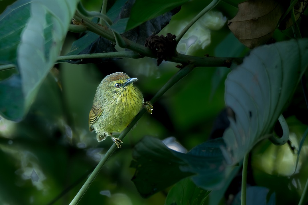 ムナフムシクイチメドリ - ML646173828