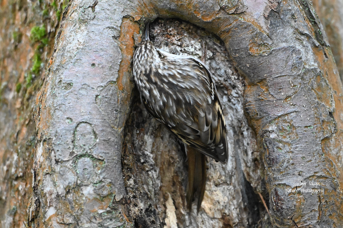 タンシキバシリ - ML646173829