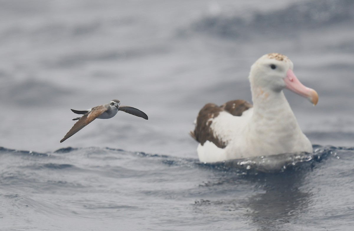カオジロウミツバメ - ML646173830