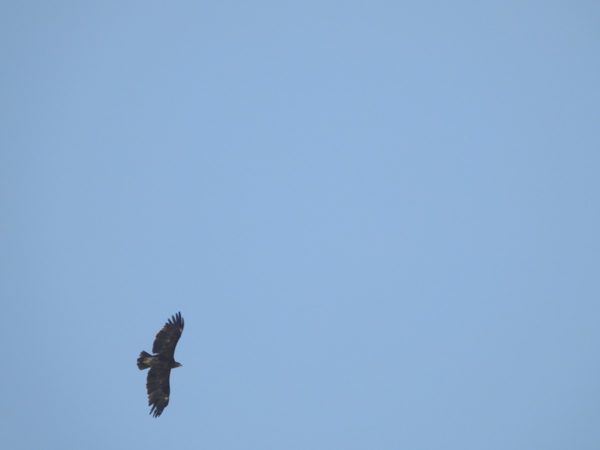 カラフトワシ - ML646173831