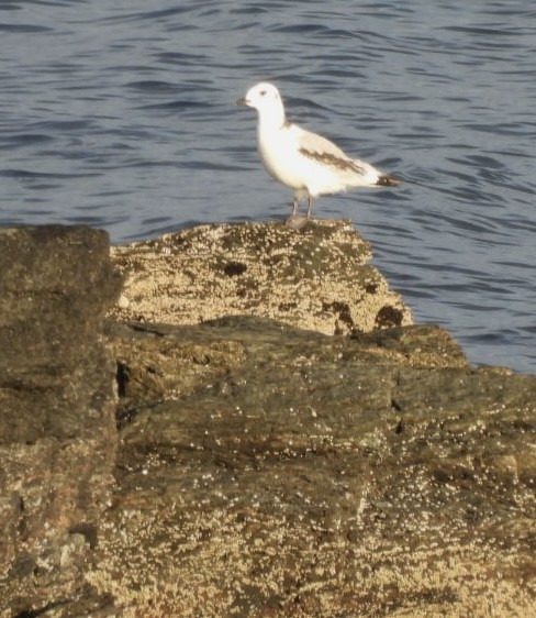 ミツユビカモメ - ML646173832