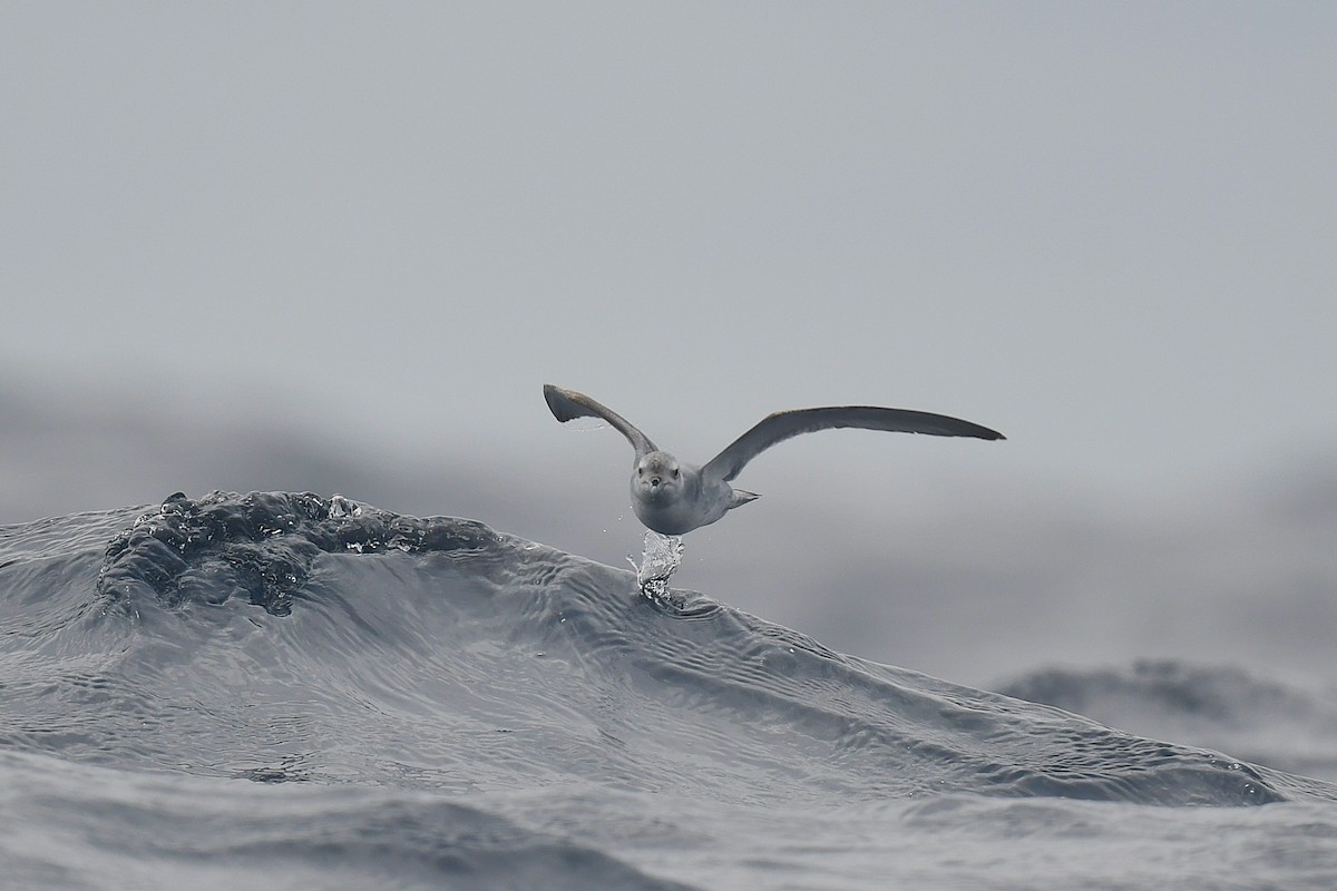 alvehvalfugl - ML646173833