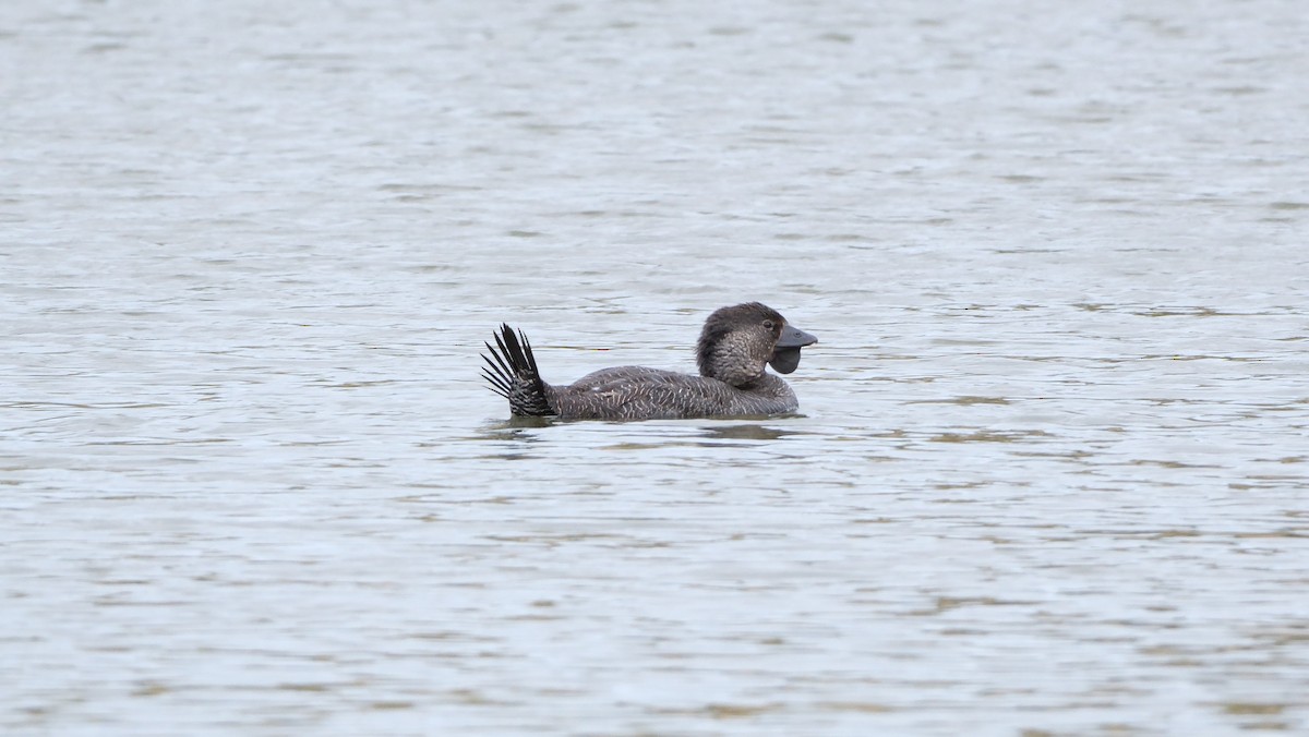 Musk Duck - ML646173834