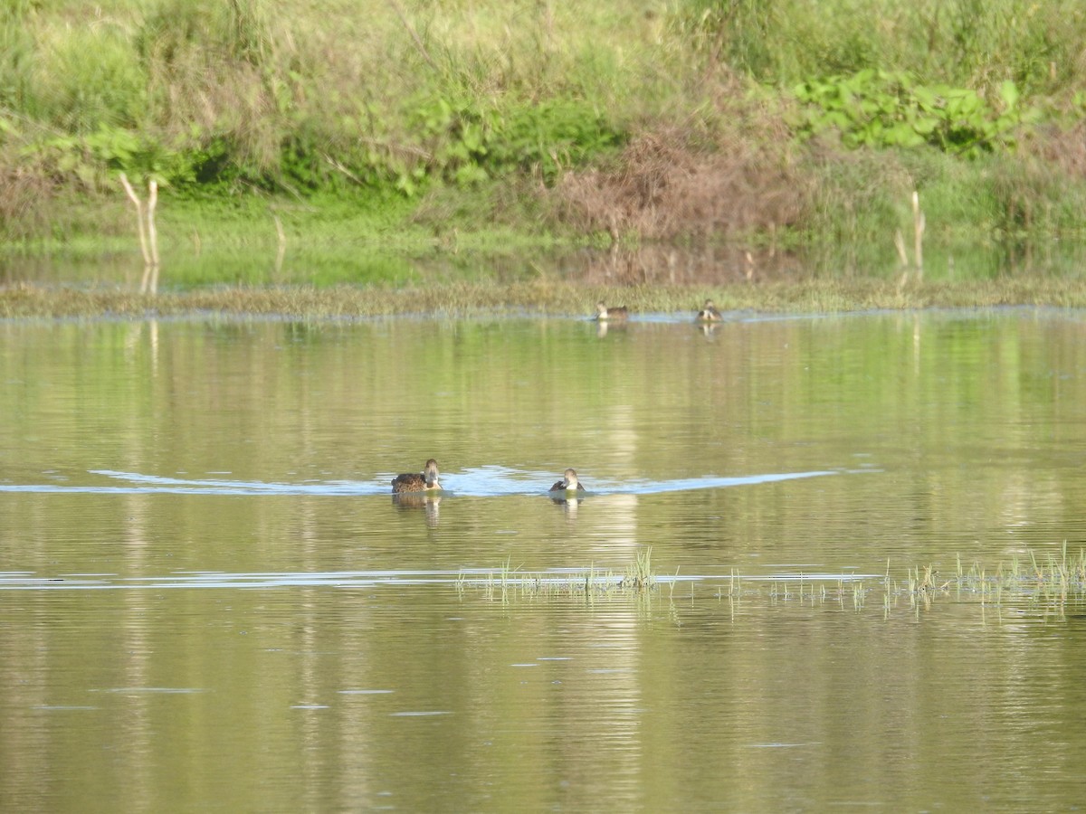 nomadeand - ML646173835