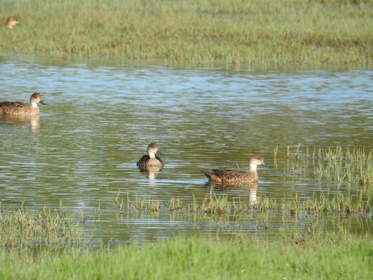 nomadeand - ML646173836