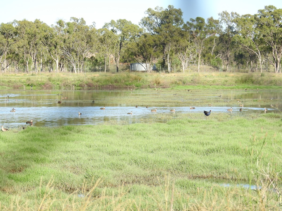 nomadeand - ML646173837