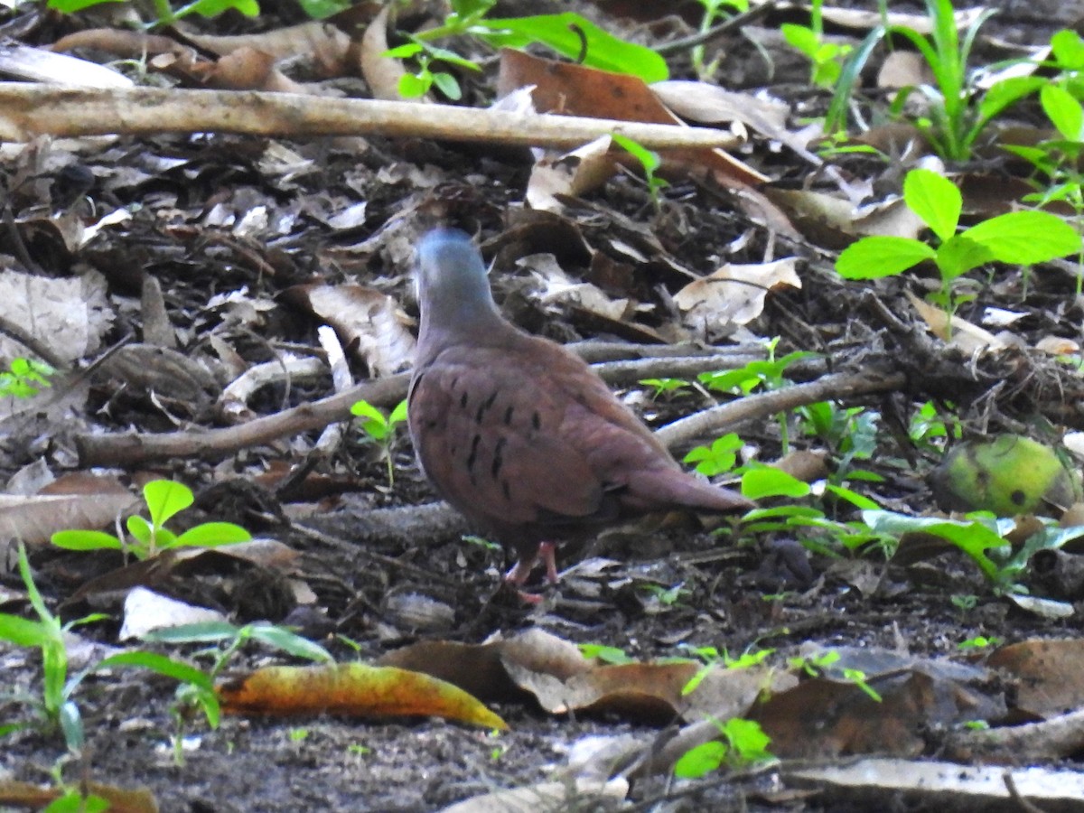 kaneldue - ML646173838