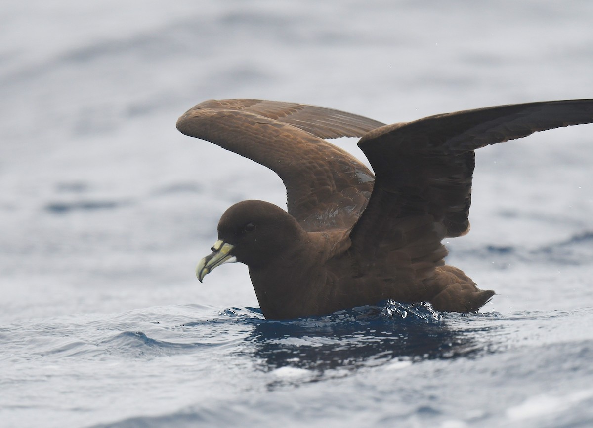 hvithakepetrell - ML646173839