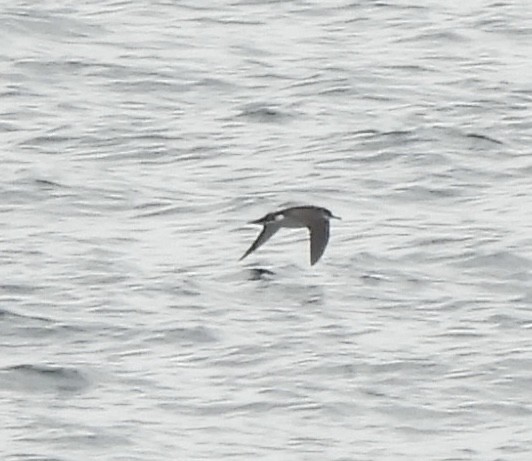 havlire - ML646173840