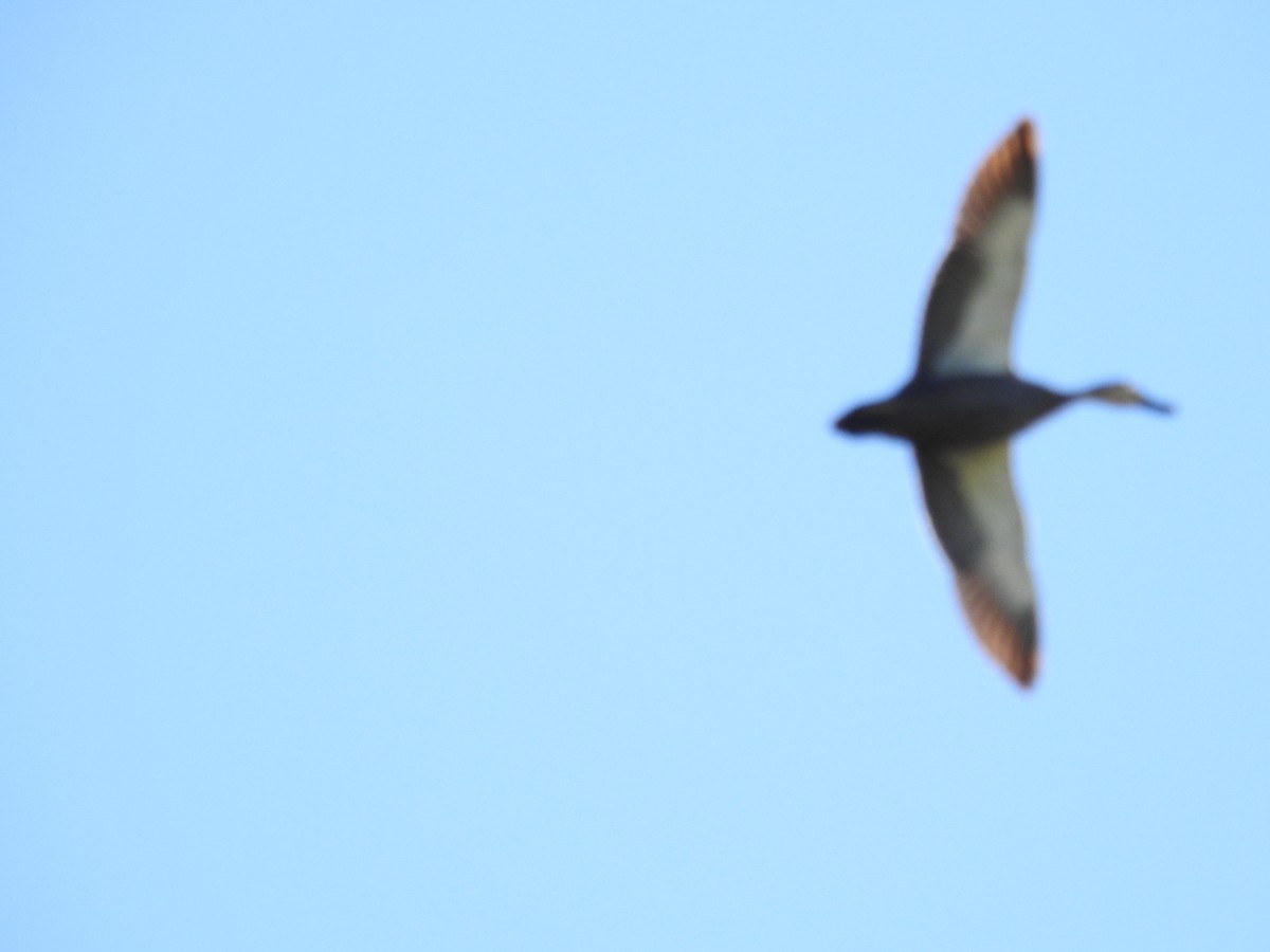 stripeand - ML646173848