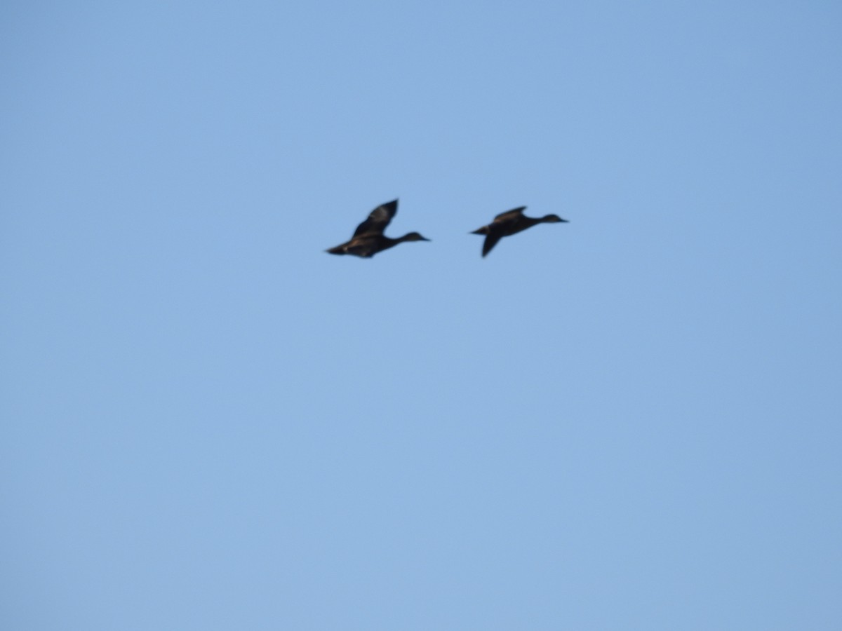 stripeand - ML646173849