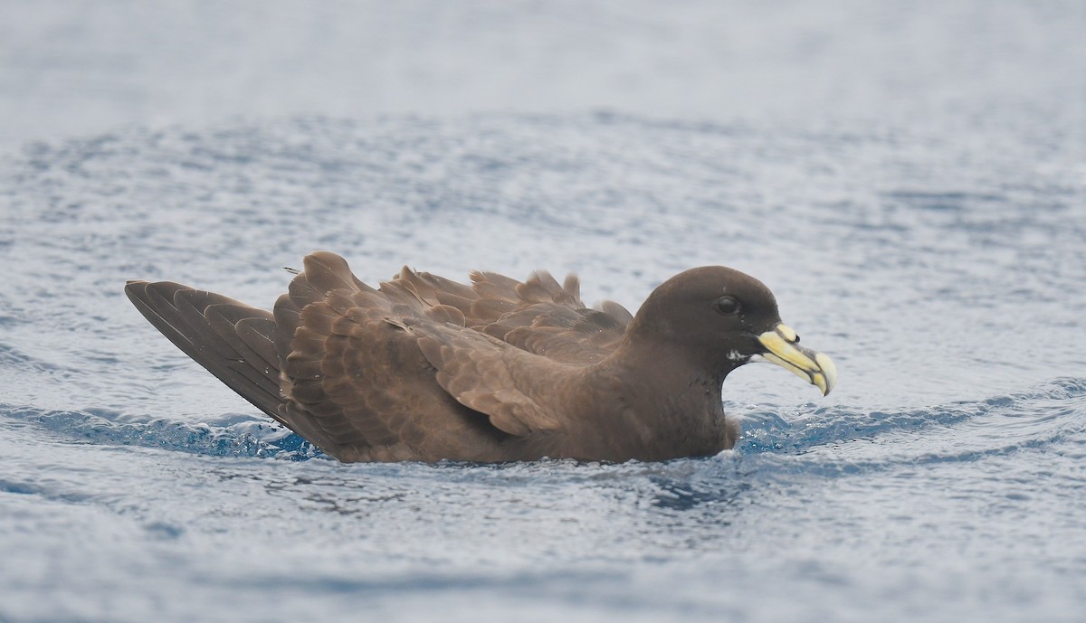 hvithakepetrell - ML646173850