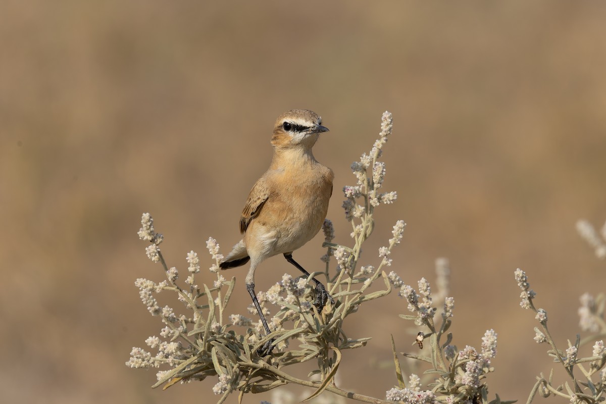 isabellasteinskvett - ML646173852