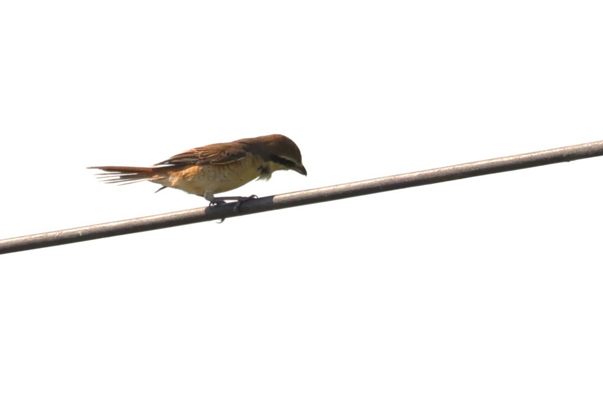 brunvarsler - ML646173853