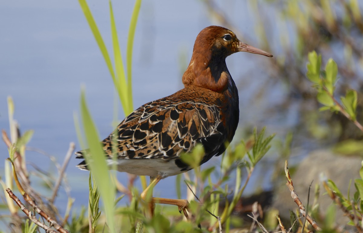 brushane - ML646173854