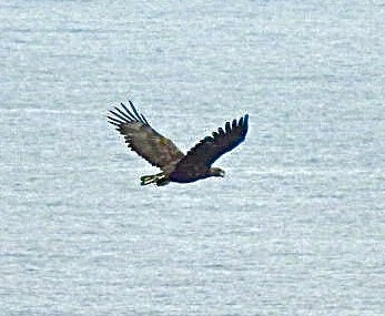 havørn - ML646173855