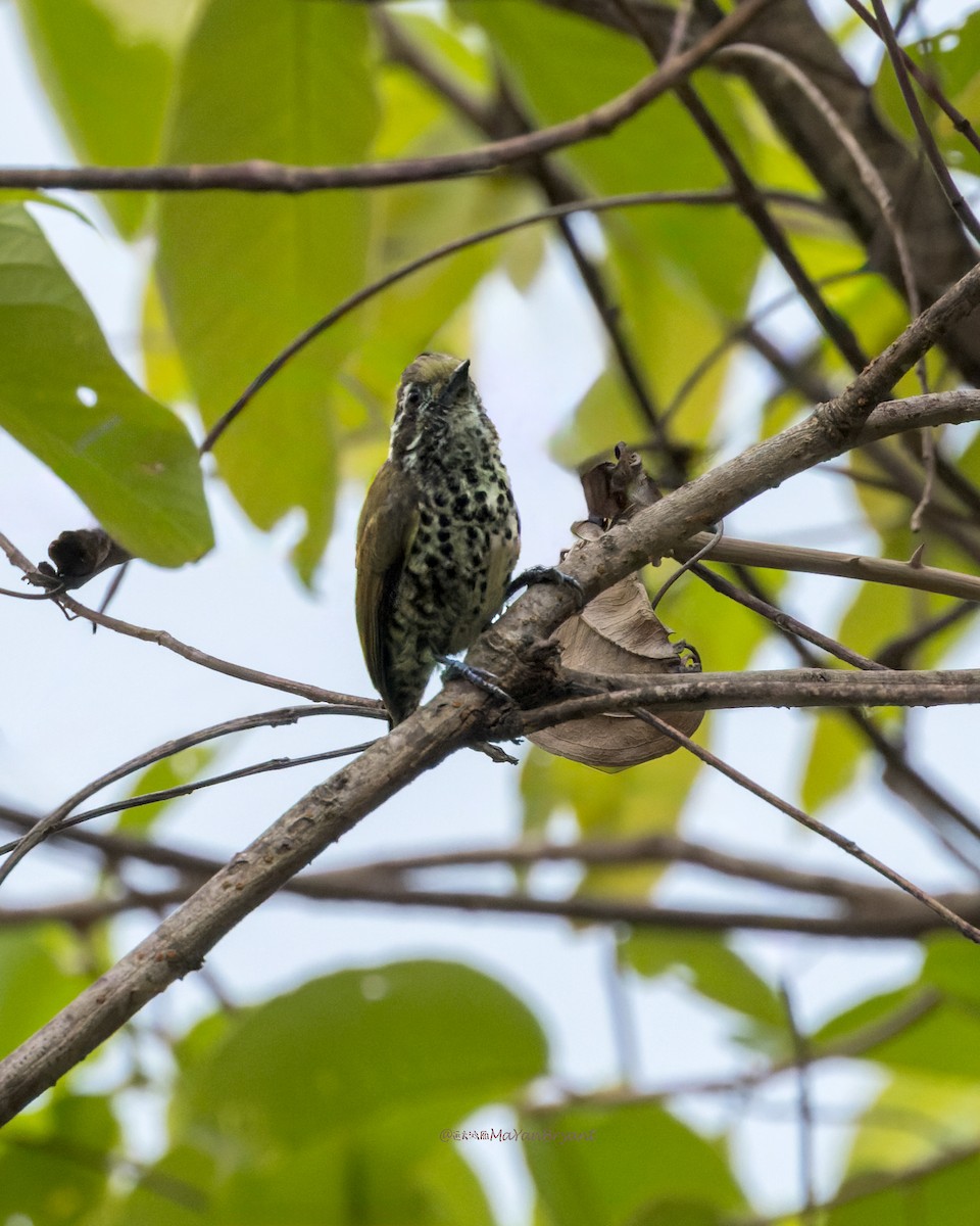 flekkpikulett - ML646173856