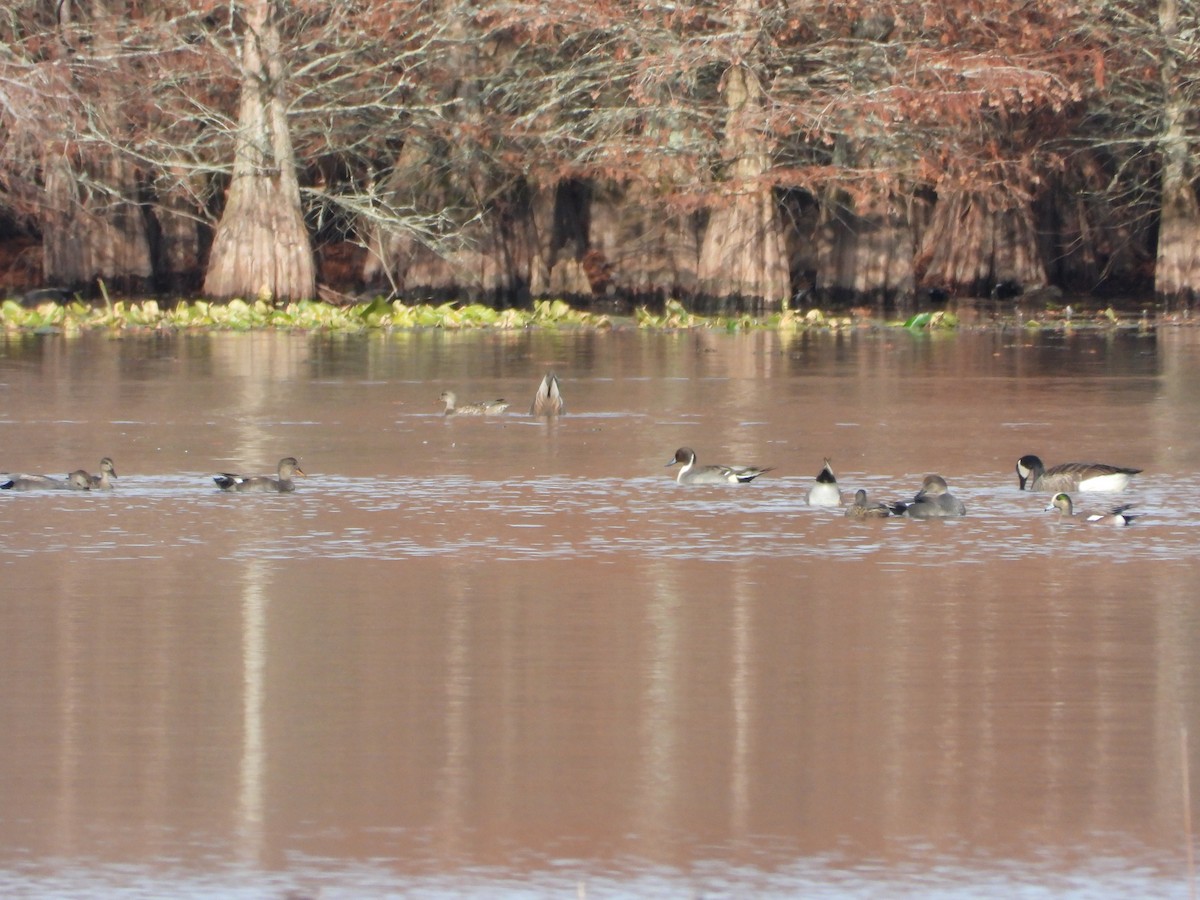 snadderand - ML646173857