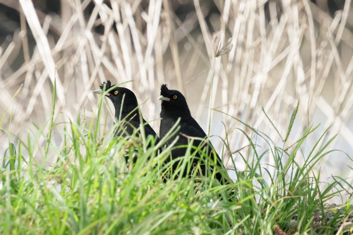 krøllstær - ML646173858