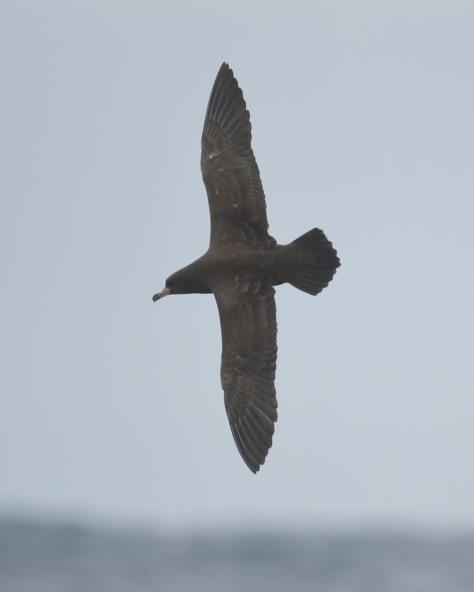 lysbeinlire - ML646173859