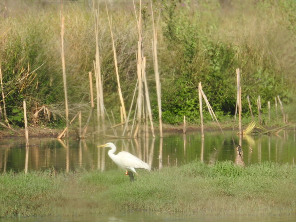 brudehegre - ML646173860