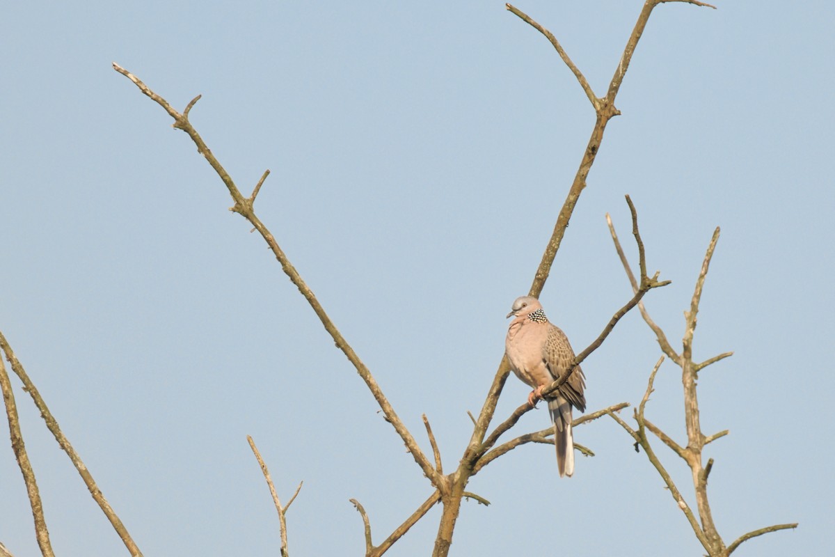 perlekragedue - ML646173861