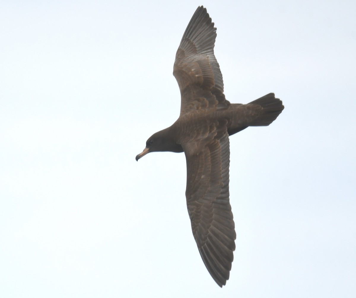 lysbeinlire - ML646173862