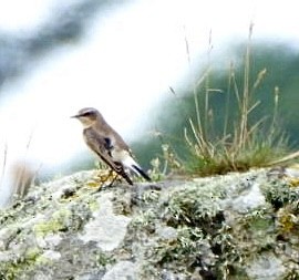 steinskvett - ML646173863