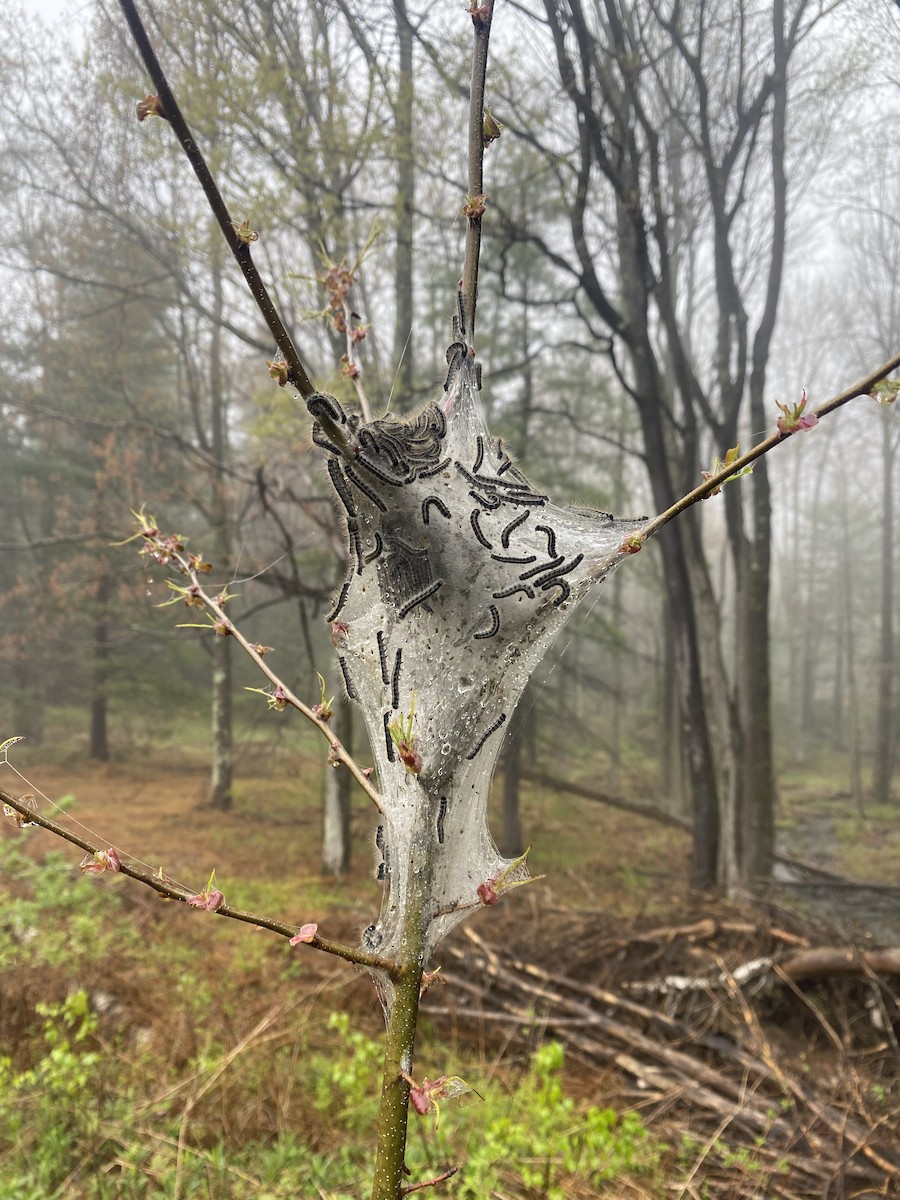 Eastern Tent Caterpillar Moth - ML646173865