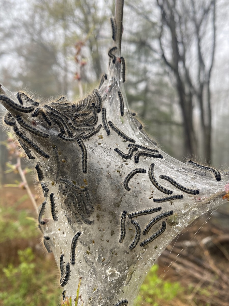 Eastern Tent Caterpillar Moth - ML646173866