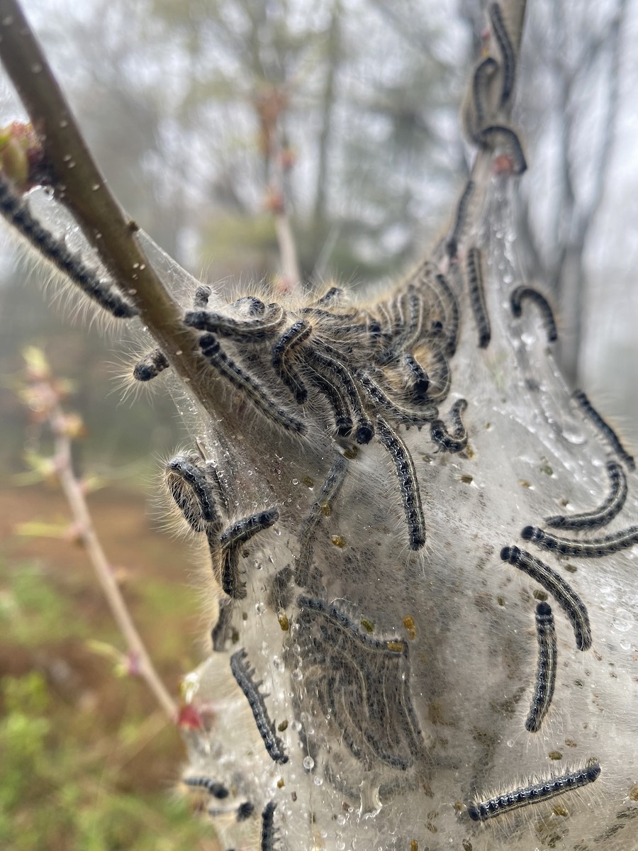Eastern Tent Caterpillar Moth - ML646173867