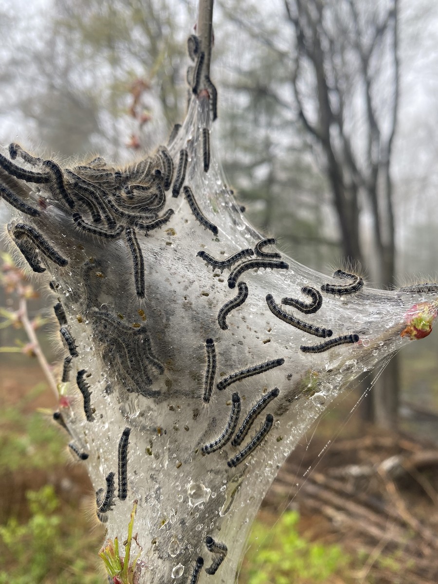 Eastern Tent Caterpillar Moth - ML646173868