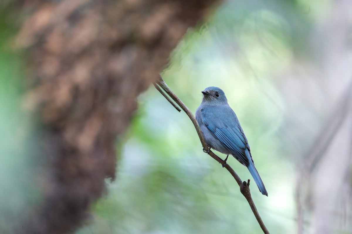 talassinfluesnapper - ML646173869