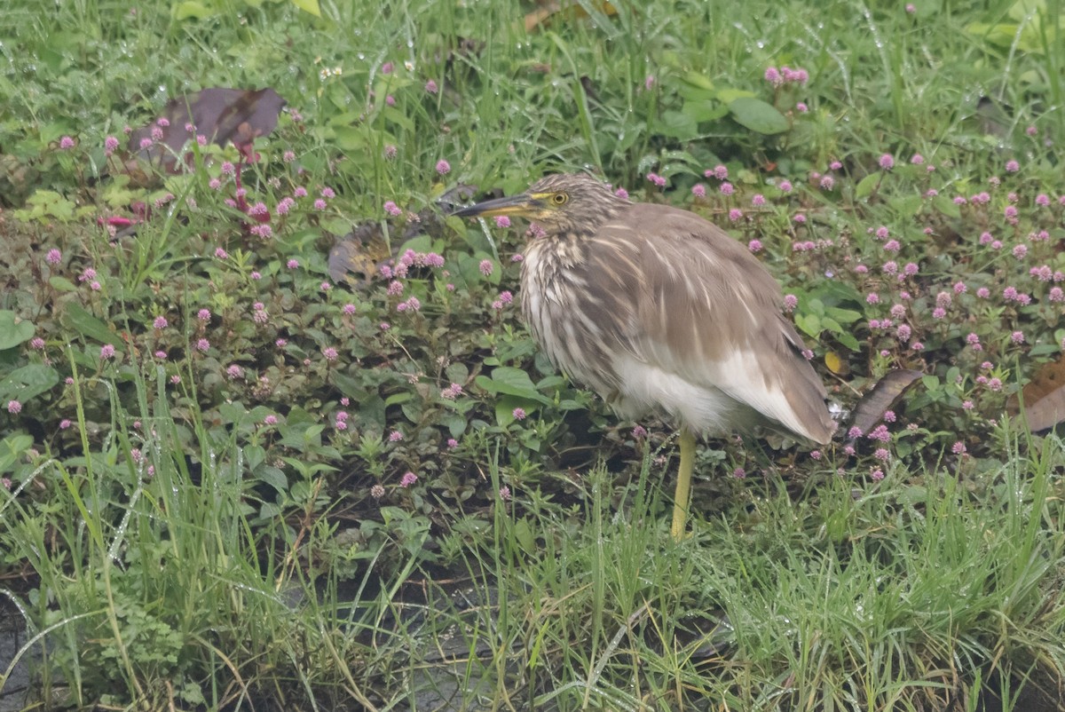 vinhegre - ML646173873