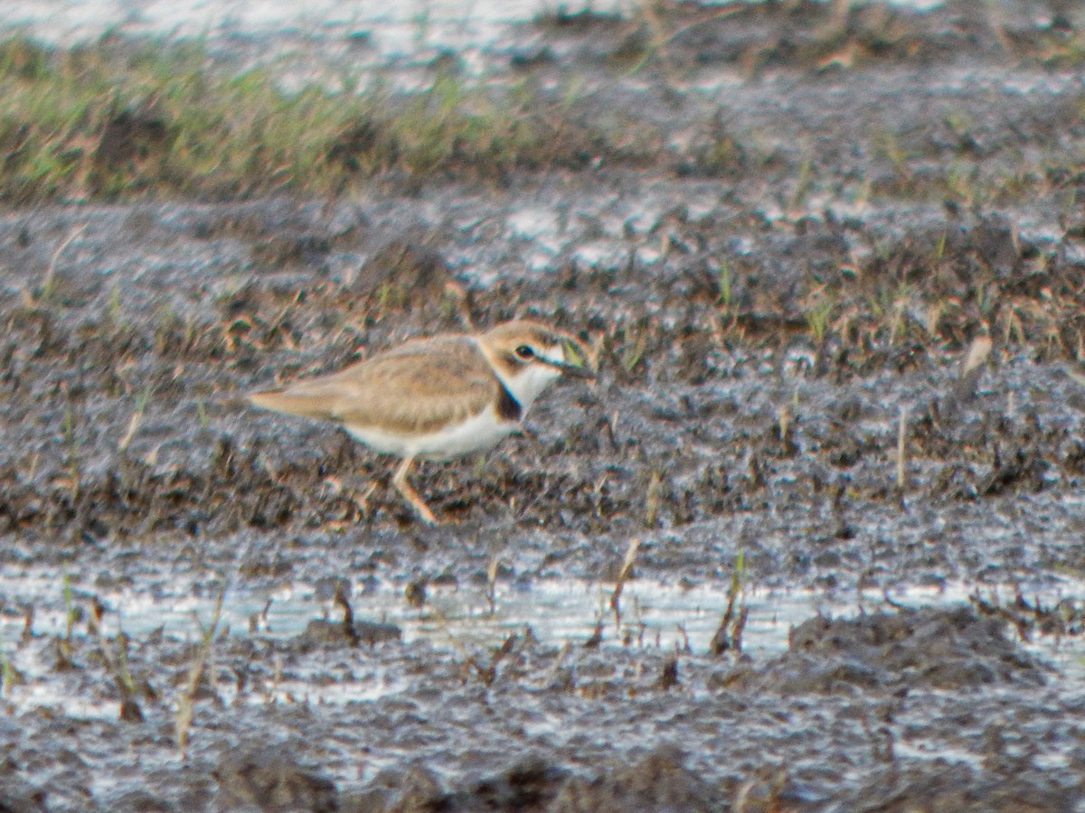 Collared Plover - ML646173880