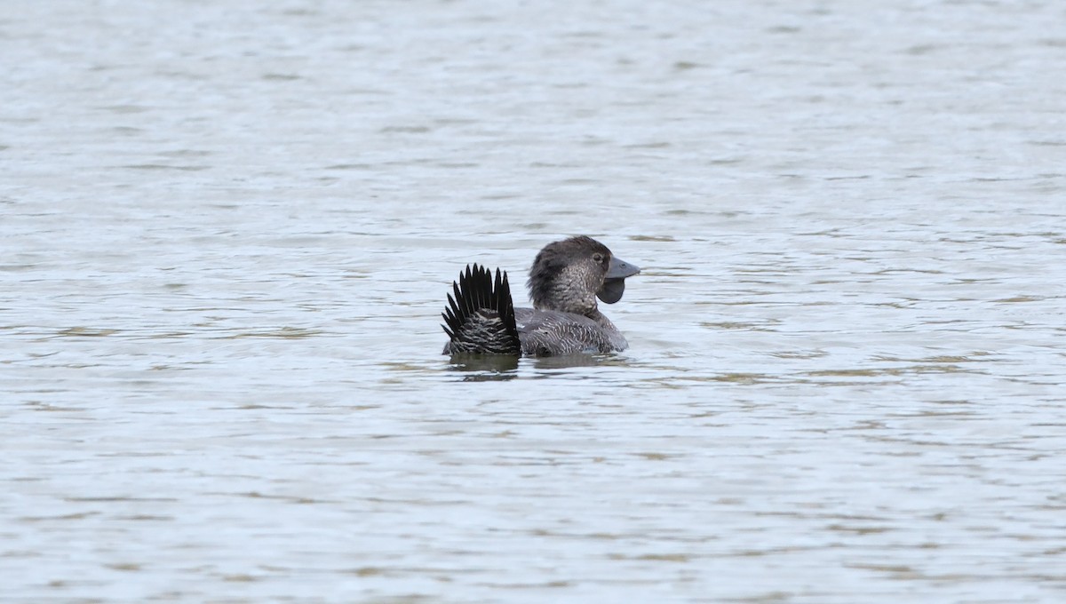 Musk Duck - ML646173882