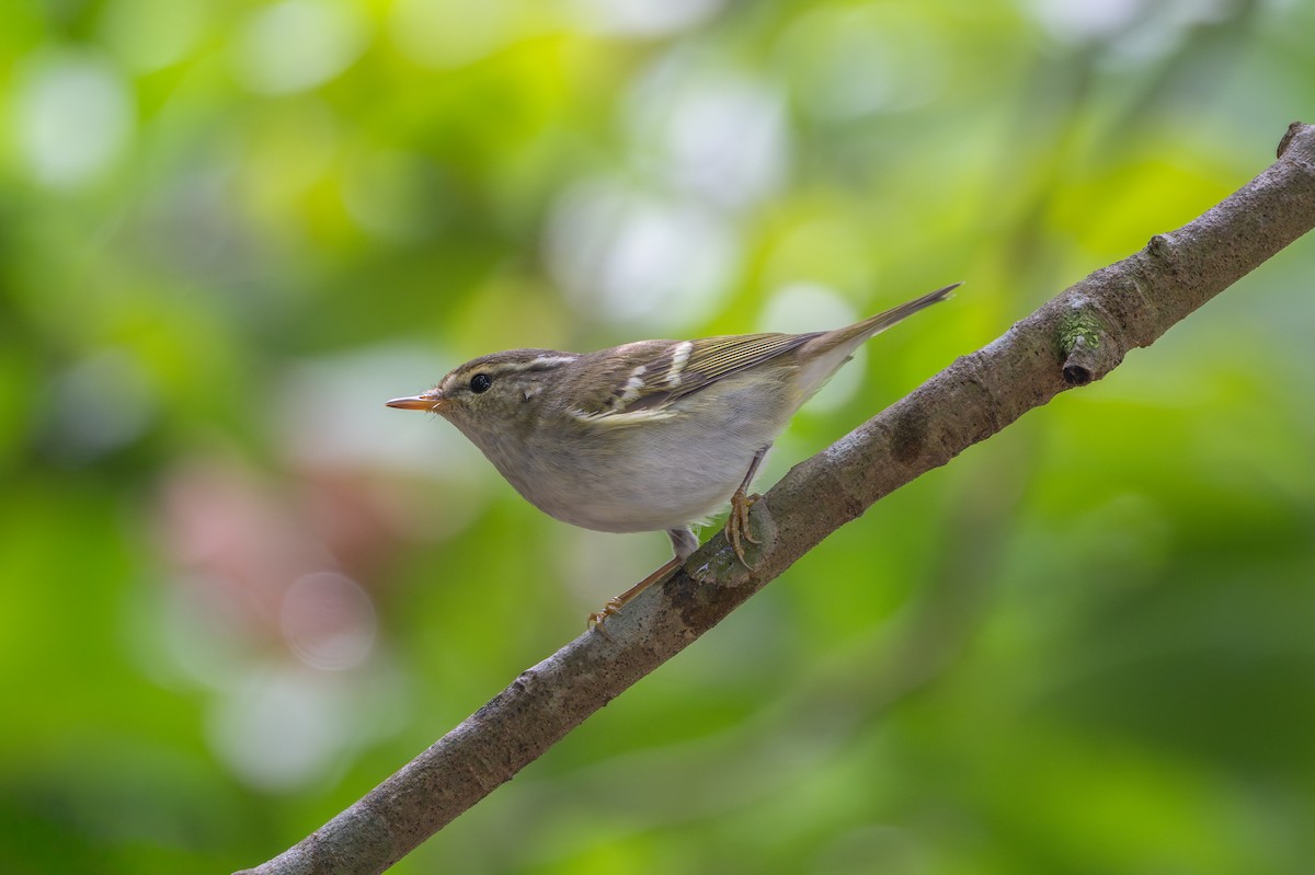 Yellow-browed Warbler - ML646173884
