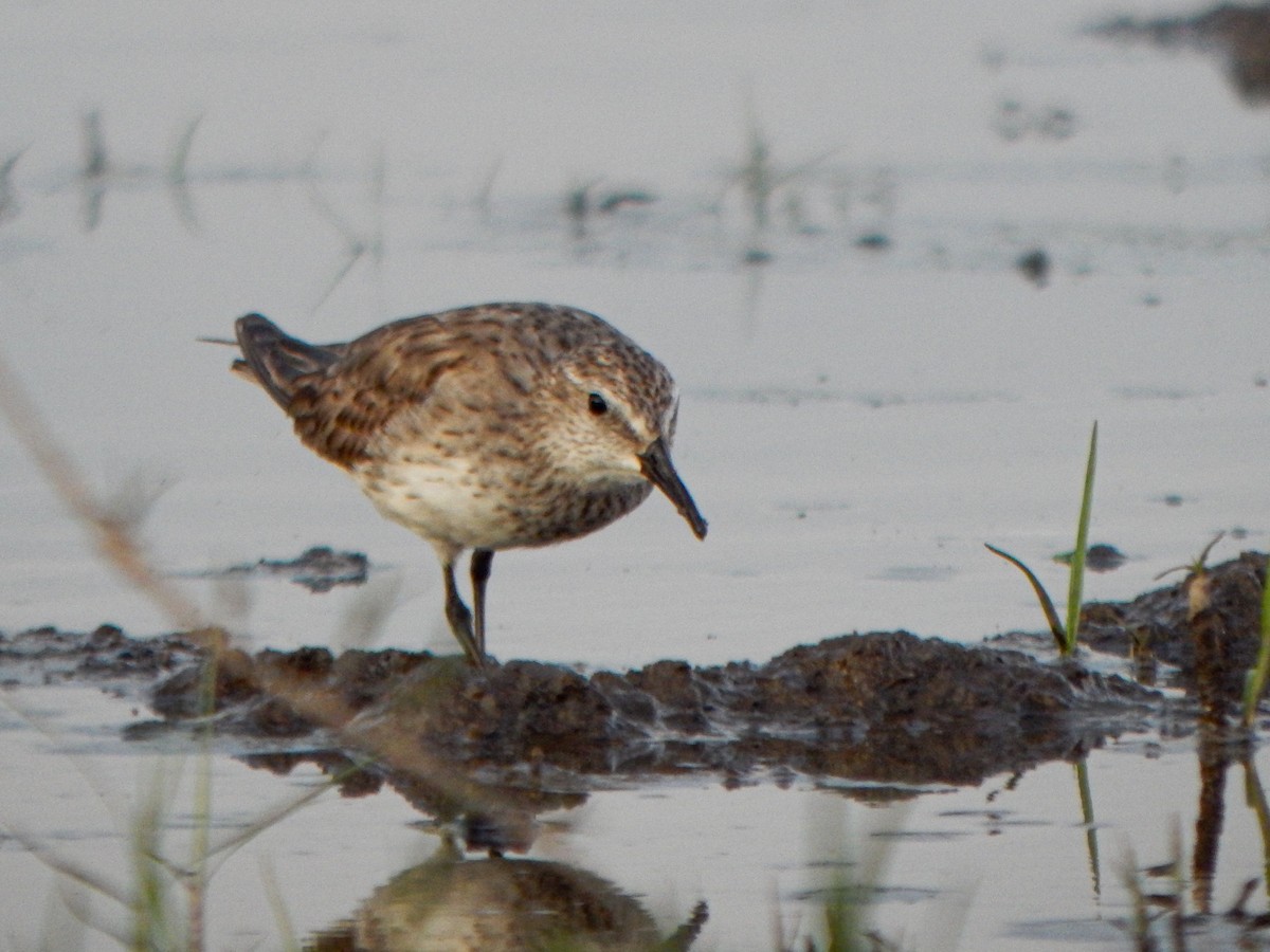 コシジロウズラシギ - ML646173886