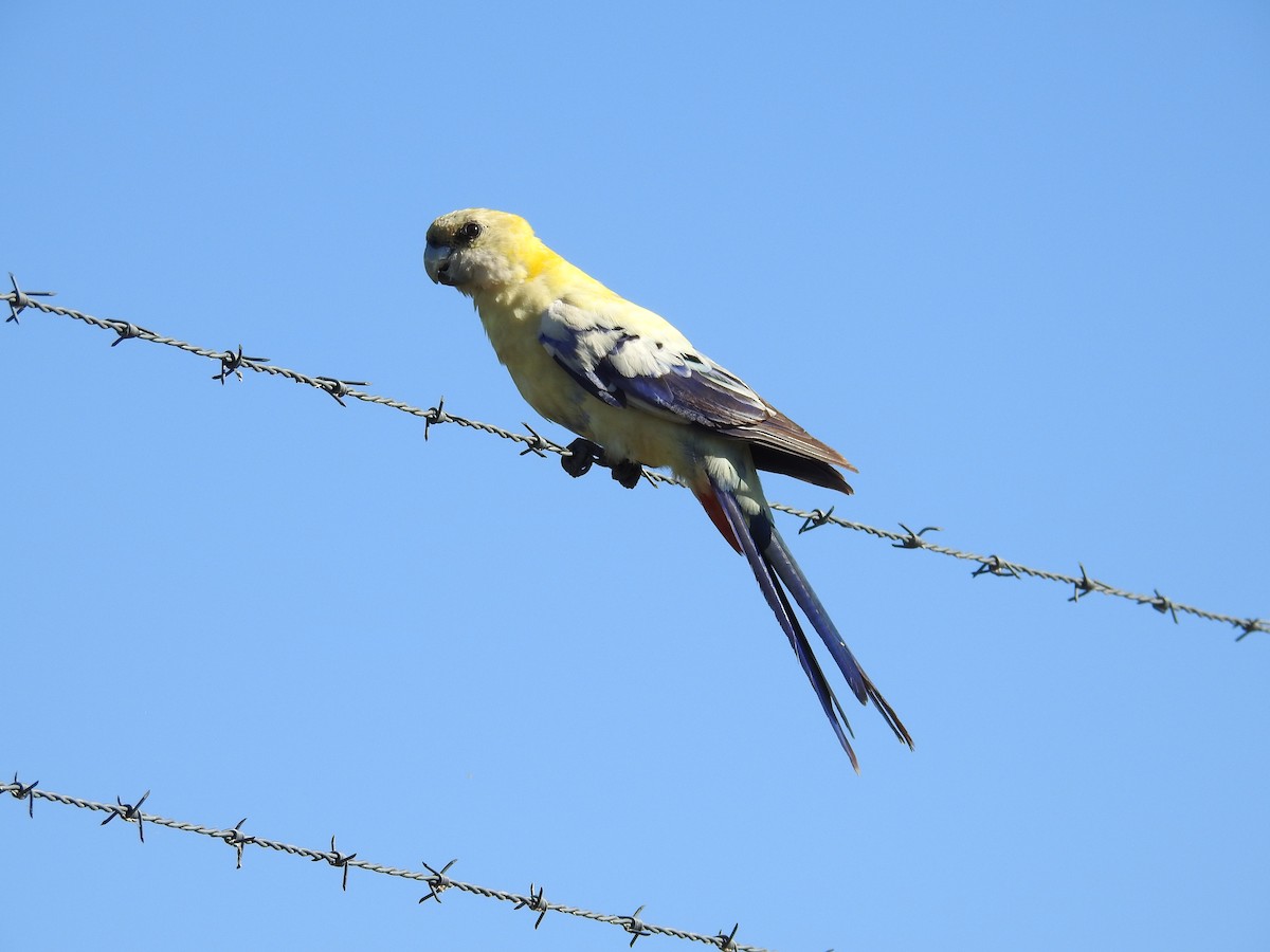 Pale-headed Rosella - ML646173887