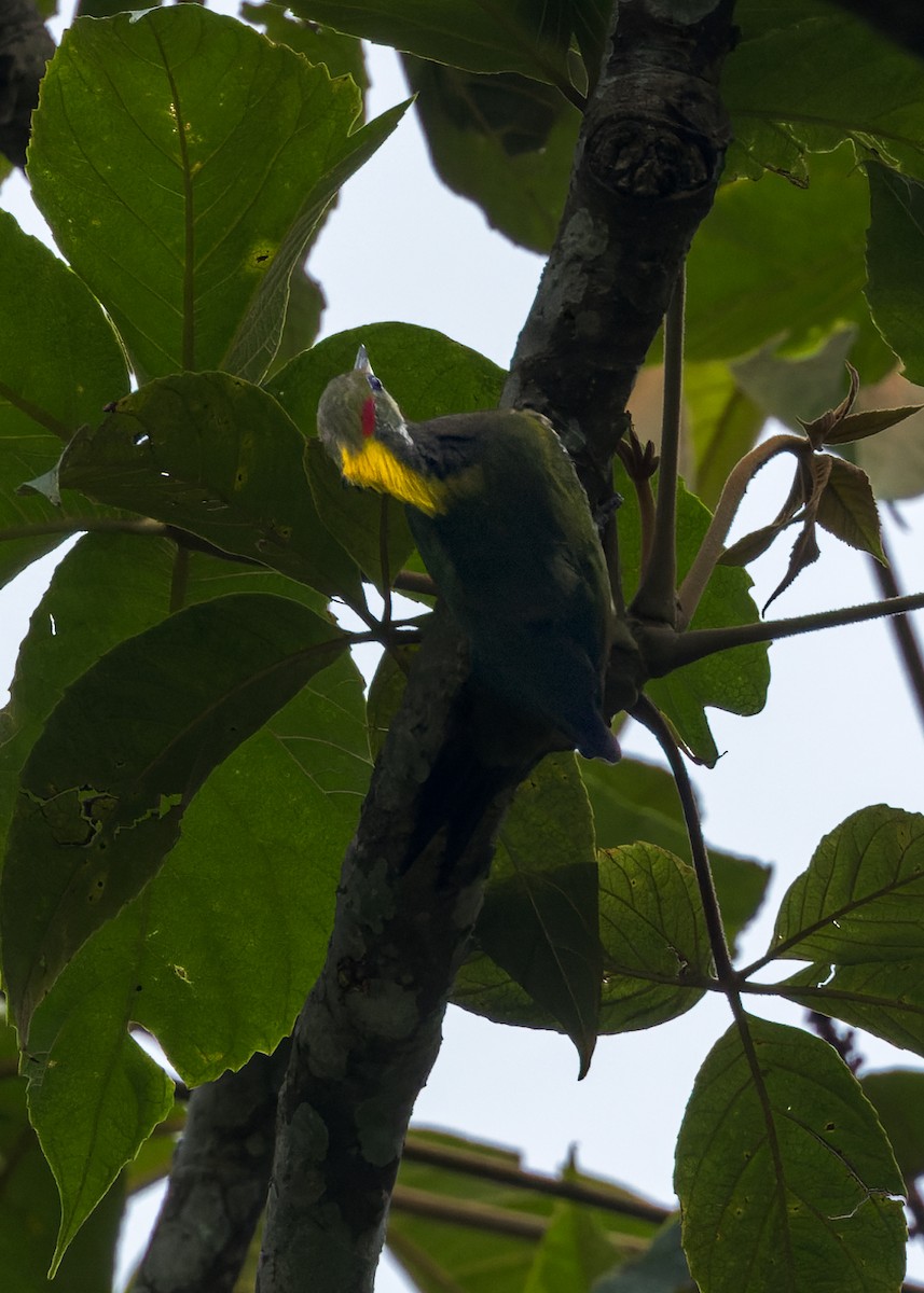 Pito Crestigualdo - ML646173892