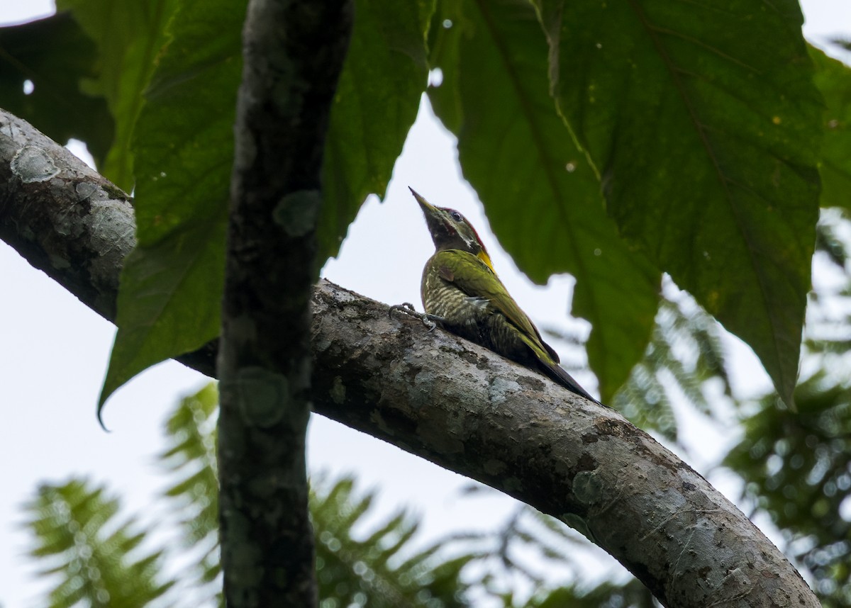 Pito Crestigualdo - ML646173893