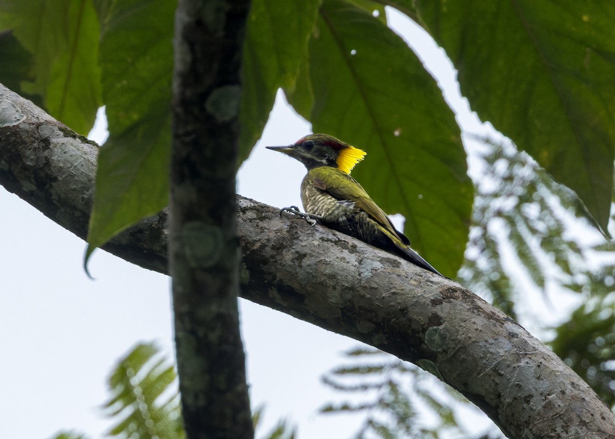 Pito Crestigualdo - ML646173894