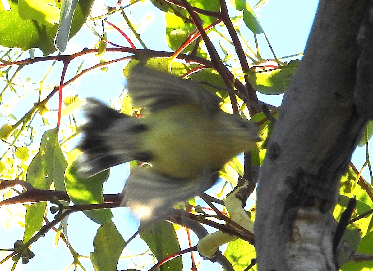 Weebill - ML646173908