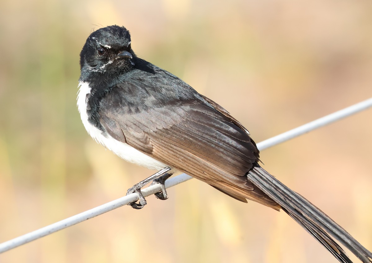 Willie-wagtail - ML646173911