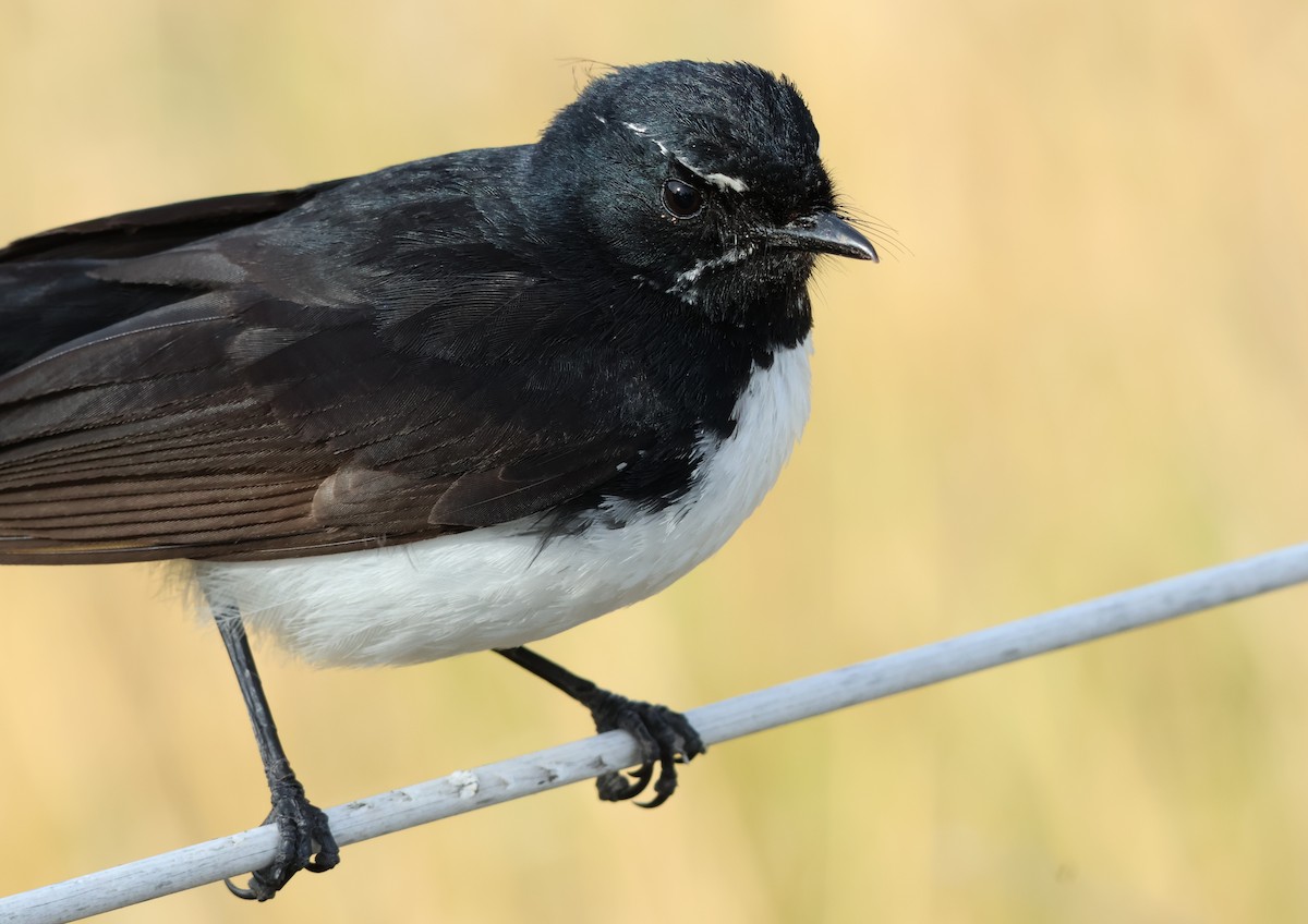Willie-wagtail - ML646173913