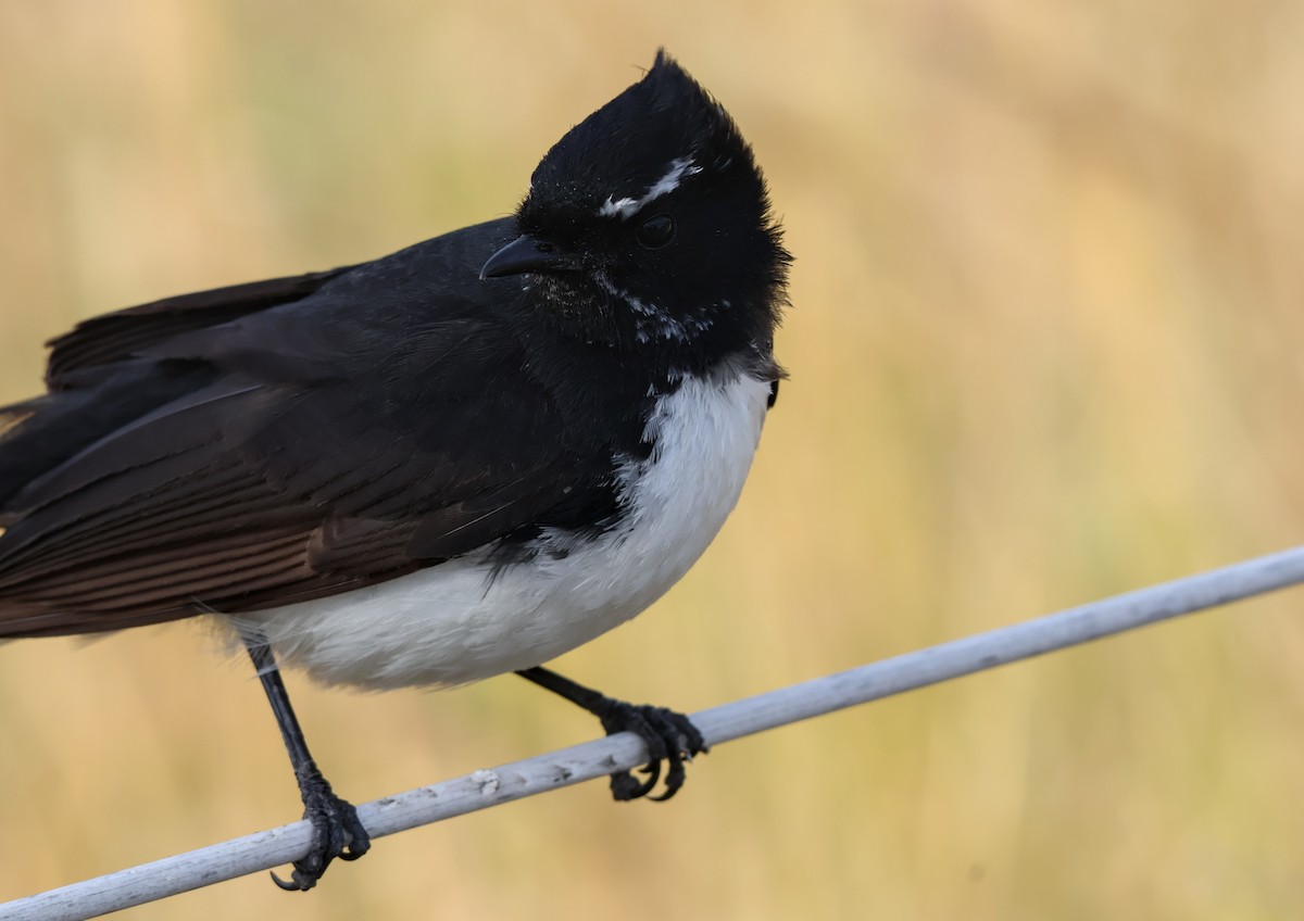 Willie-wagtail - ML646173915