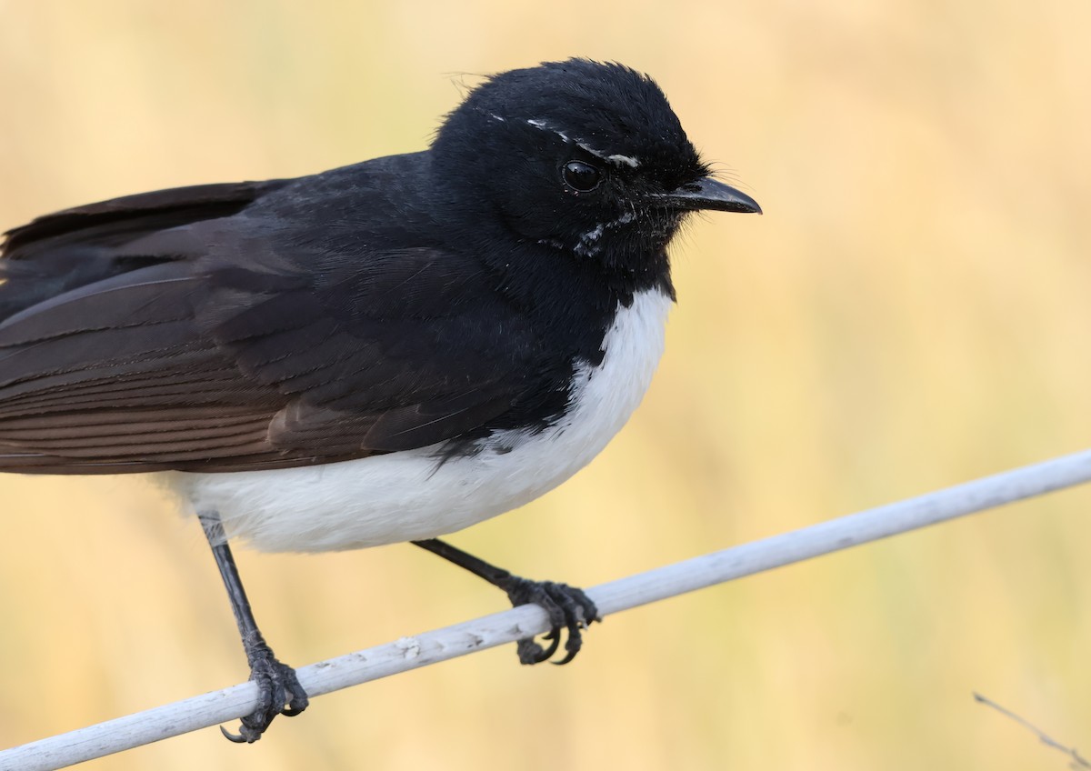 Willie-wagtail - ML646173916