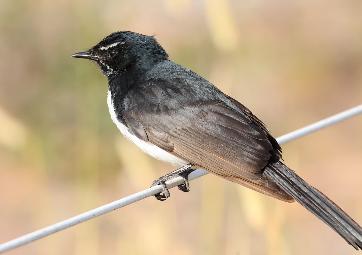 Willie-wagtail - ML646173917