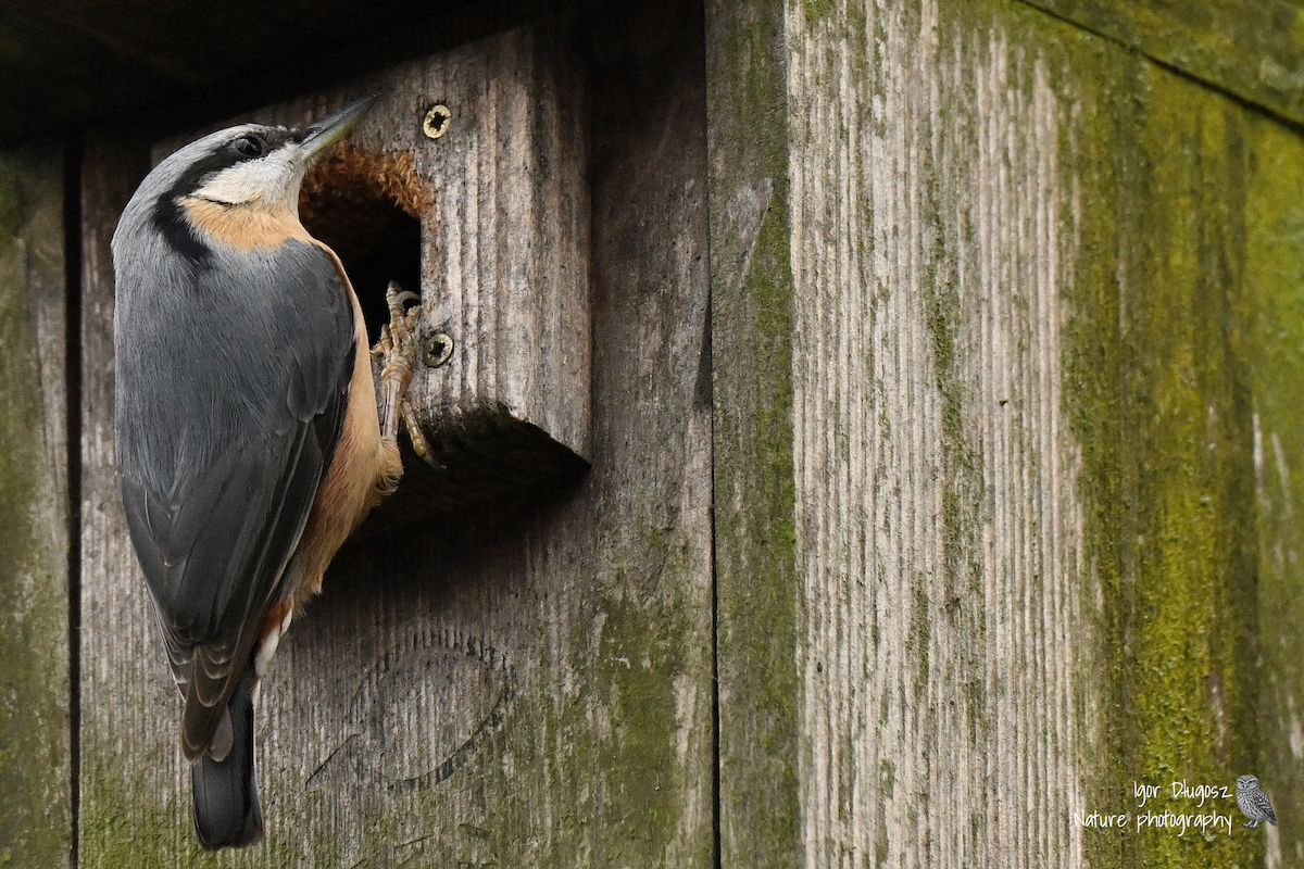 סיטה אירופית - ML646173920