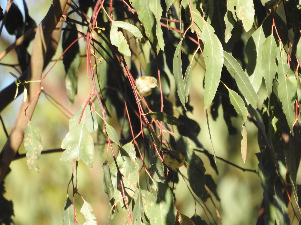 Weebill - ML646173924